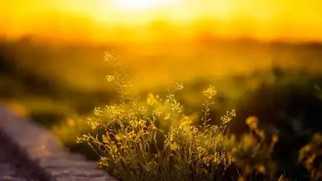 IG战队风波不断：Theshy沉迷大乱斗模式，Rookie坦言左手选手更强